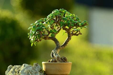 bonsai 意思